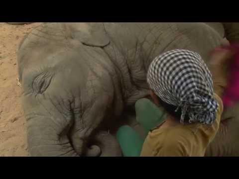 VIDEO! Nu e desen animat: Un elefant adoarme şi sforăie când aude un cântec de leagăn