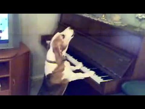 VIDEO VIRAL: Câinele care dă un concert de zile mari la... pian
