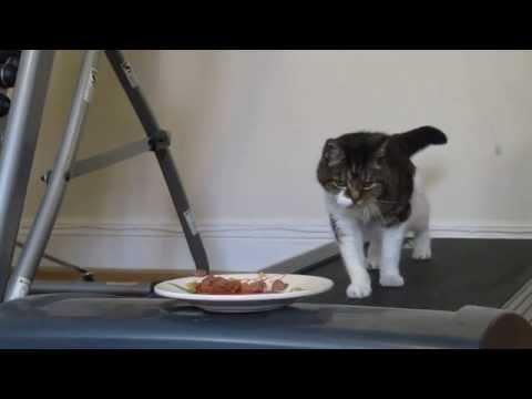 Ar vrea să mănânce, dar farfuria e departe! O pisică alunecă pe banda rulantă (VIDEO)