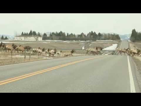 O cireadă de elani face spectacol pe șosea