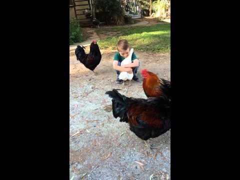 VIDEO: Dacă ești iubitor de animale, nu te vei sătura să privești: Ce se întâmplă atunci când un copil vrea să prindă o găină