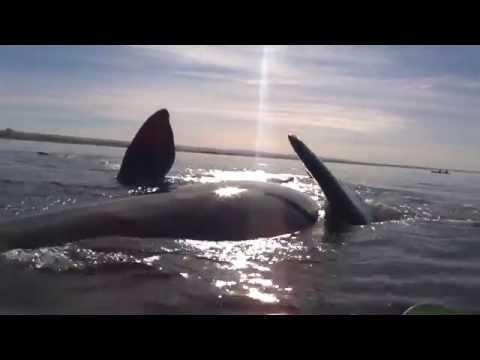 Nu e film şi nici farsă: Doi argentinieni au rămas blocaţi pe spatele unei balene!