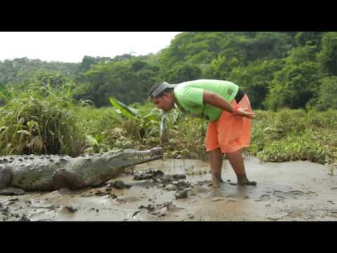VIDEO! Hrăneşte un crocodil cu un peşte pe care îl ţine între dinţi