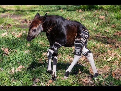 Struțocămilo, ești neinteresantă!  OKAPI are picioare de zebră, corp de cal și urechi de porc! FOTO