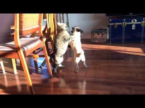 Ce mai joacă între o pisică şi un câine! E prea funny (VIDEO)