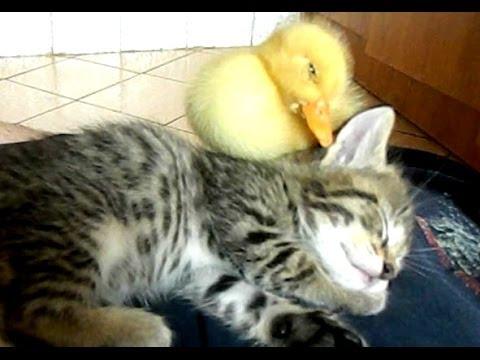 ADORABIL! O pisică și un boboc de rață dorm împreună