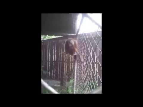 VIDEO: I-a FURAT telefonul şi i-a PLESNIT iubita! Vorbim despre o... maimuţă