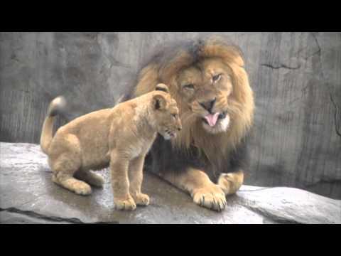 VIDEO! Prima întâlnire dintre un leu şi puii lui