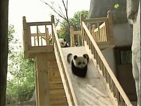 VIDEO! Ursii panda 