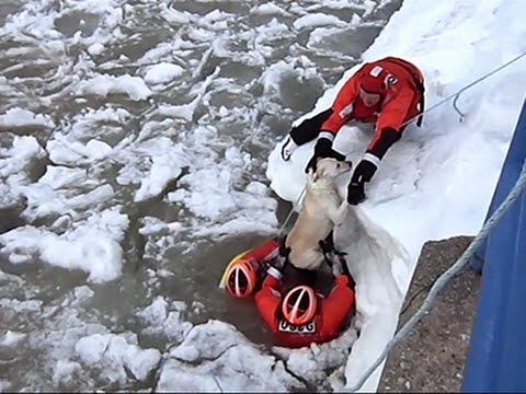 Și tu ai face la fel? A înotat 200 de metri pentru a salva un câine dintr-un lac îngheţat (VIDEO emoționant)