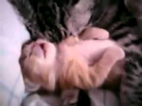 Cum oprește o pisică un coșmar (VIDEO)