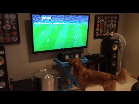 Un câine, cel mai înfocat fan al Cupei Mondiale!
