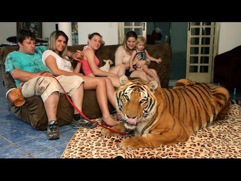 Îşi pun viaţa în pericol, de bunăvoie! O familie din Brazilia trăieşte în casă cu UN TIGRU IMENS