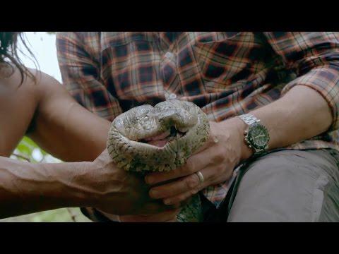 VIDEO! Băștinașii din Amazon au prins, cu mâna goală, un șarpe ANACODNA de 5,18 metri. Vezi cum arată bestia!