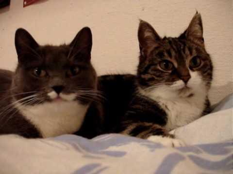 Uite cum se comportă pisicile astea! Parcă vorbesc între ele(VIDEO)