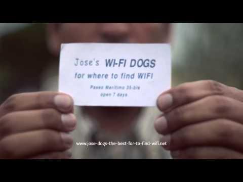 Viralul zilei! O afacere de…succes! Câinii care detectează WiFi-ul