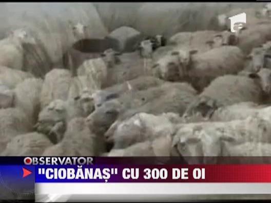 Spirit de turma: Doi romani din Italia au furat 300 de oi