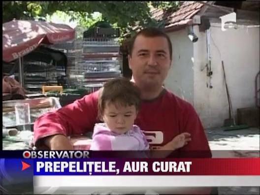 Ferma de prepelite, o afacere profitabila pe timp de criza