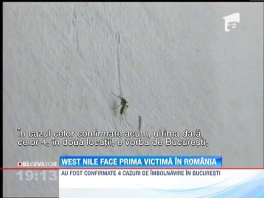 Virusul West Nile a facut prima victima in Romania! O femeie din Ilfov a murit