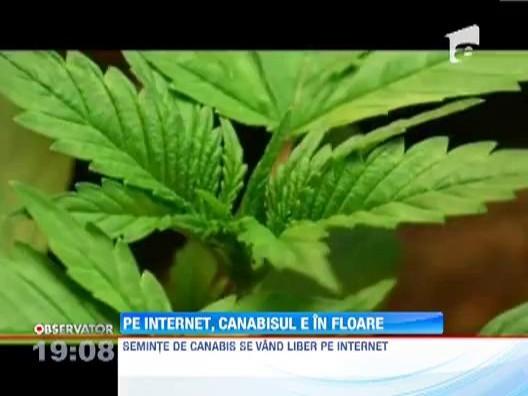 Noua afacere a traficantilor de droguri: Vand seminte de cannabis pe internet!
