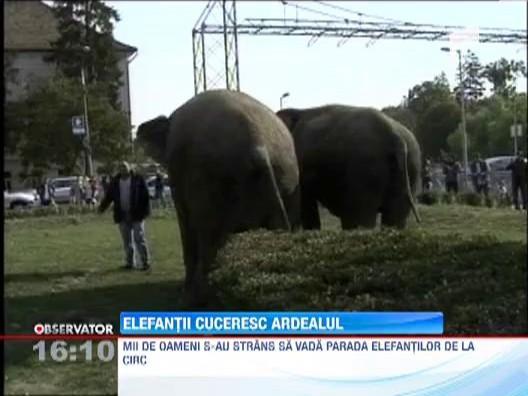 Spectacol inedit: Doi elefanti au reusit sa adune 2000 de oameni in centrul Clujului