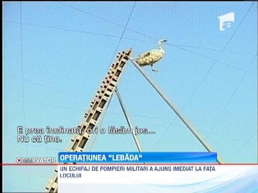 Pompierii au salvat o lebada la Oradea