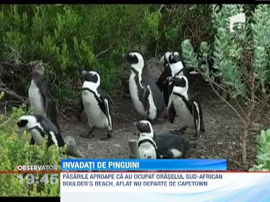 Localnicii unui oras din Africa de Sud sunt terorizati de pinguini 