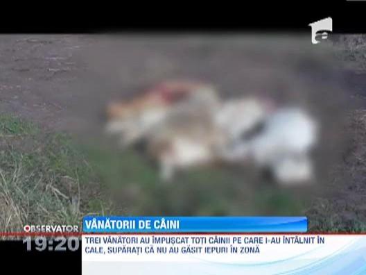 Botosani: Zeci de caini au fost impuscati fara mila de trei vanatori