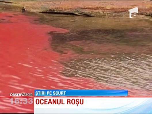 In zona plajelor orasului Sydney, apa a devenit rosie ca sangele!