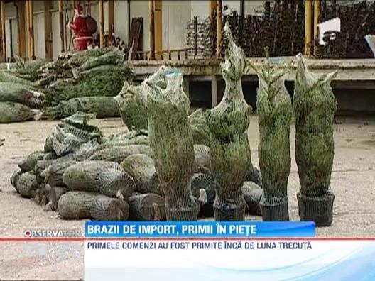 Brazii de import, primii in piete. Preturile pornesc de la 70 de lei