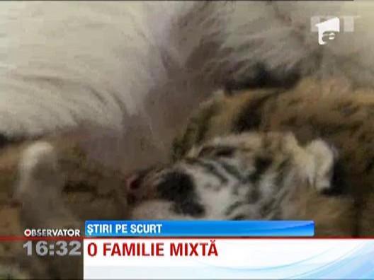 O catelusa a adoptat trei pui de tigru