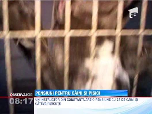 Hotelurile si pensiuni pentru caini si pisici sunt pline ochi