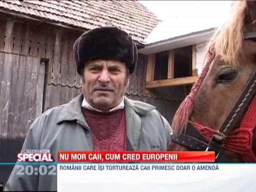 OBSERVATOR SPECIAL: Nu mor caii, cum cred europenii. Romanii isi iubesc animalele, chiar daca nu exista padure fara uscaturi