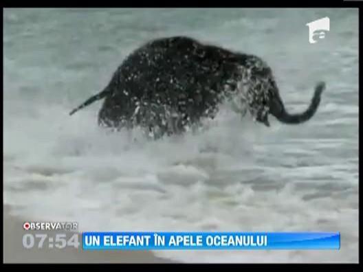 Un pui de elefant, surprins in timp ce se scalda in apele oceanului
