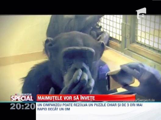 Observator Special: Zoologii au descoperit ca cimpanzeilor le plac provocarile intelectuale