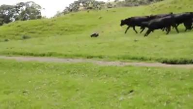 Efectul de turma functioneaza la o cireada de vaci! (VIDEO)