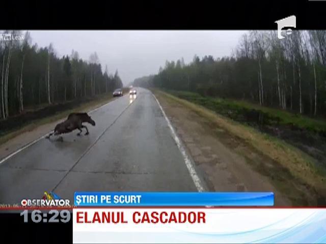 VIRAL! Un elan alearga printre masini, pe o autostrada din Rusia