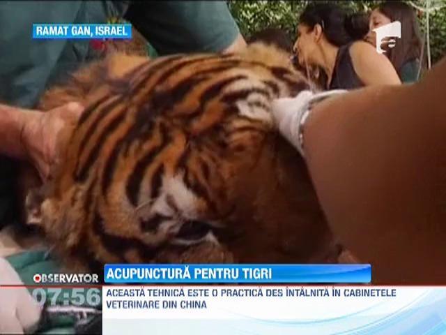 Tratament cu acupunctura pentru tigrii de la o gradina zoologica din Israel