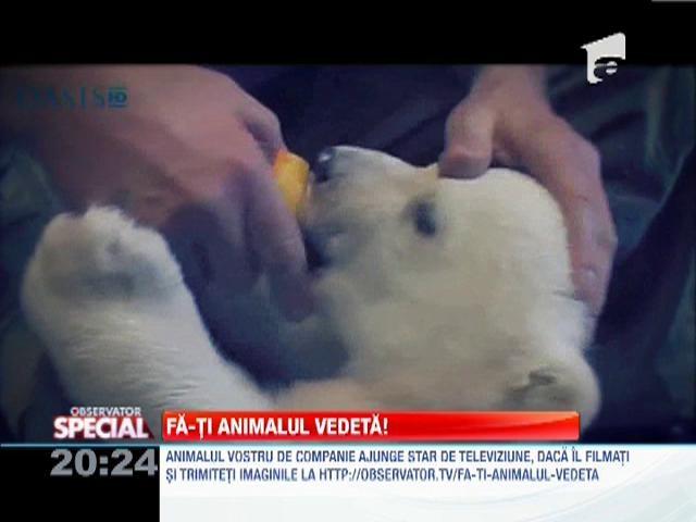 VIDEO! Un urs polar jucaus
