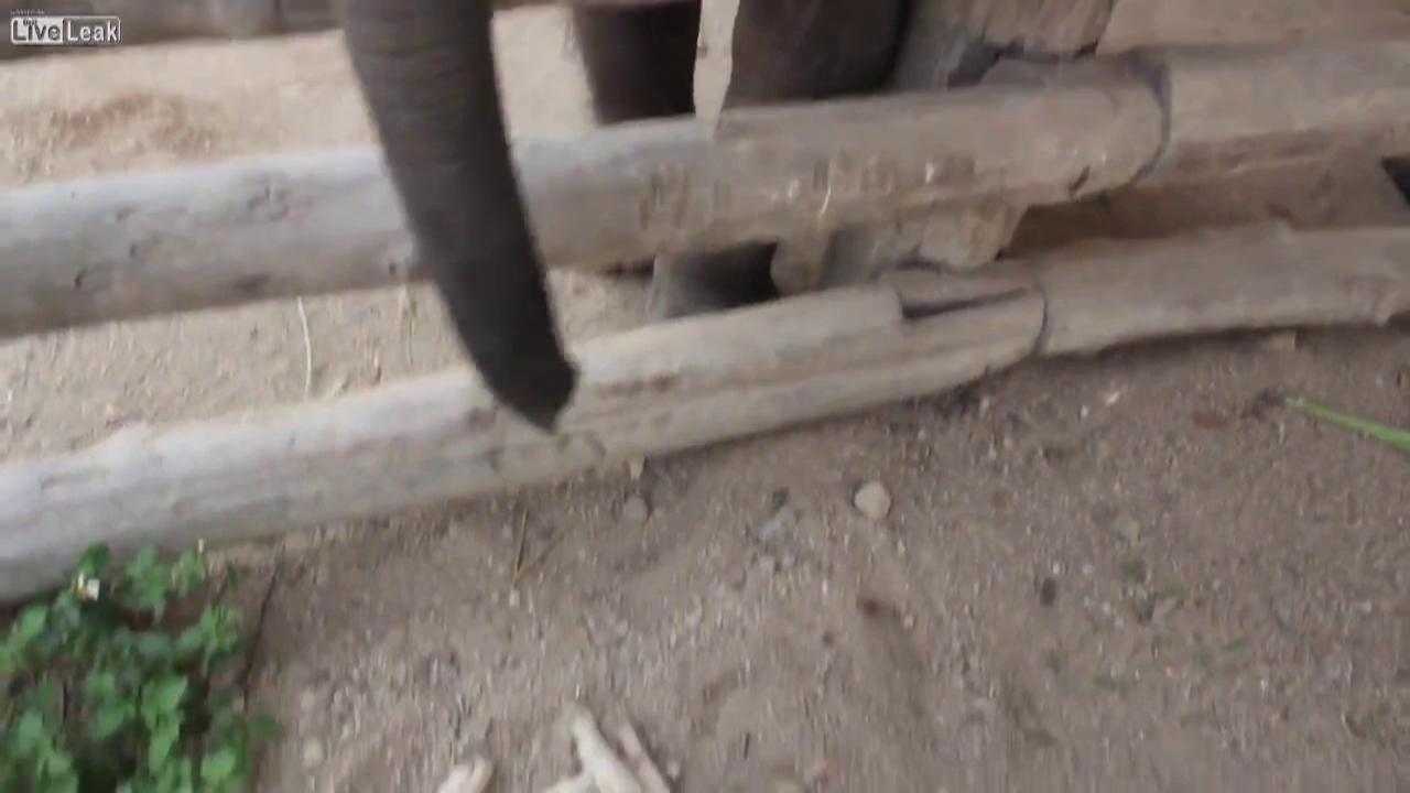 VIDEO! Prietenie neobisnuita: Un elefant se pune la mintea unui catel si vrea sa-i dea trezirea