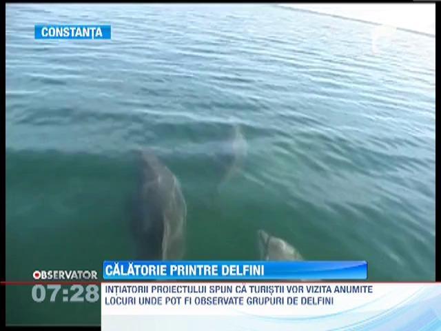 Delfinii din Marea Neagra vor putea fi vazuti si in mediul lor natural