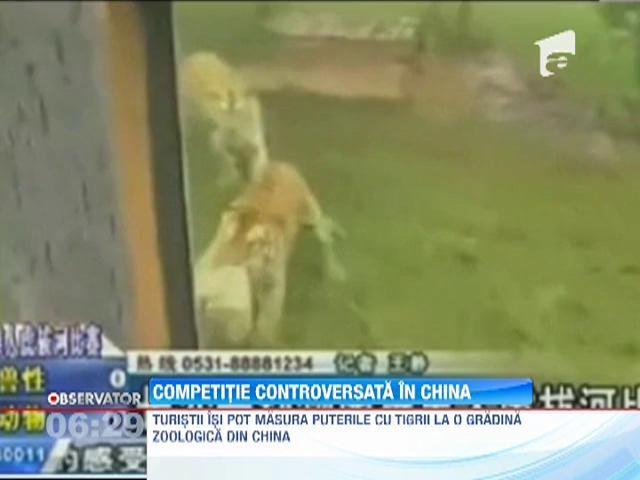 China: Vizitatorii isi pot masura puterile cu tigrii de la o gradina zoologica