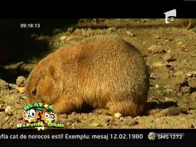 Neatza: Animalele de Gradina Zoologica Bucuresti pot fi urmarite LIVE, pe Internet