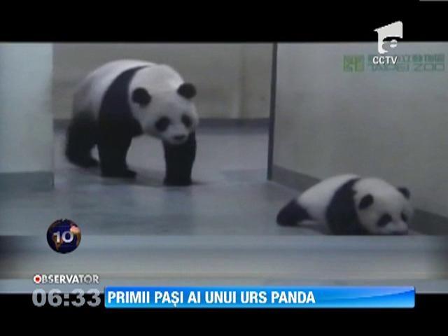 VIDEO! Un pui de urs panda face primii pasi!