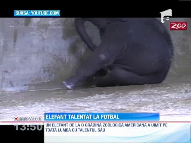 Şut şi gol: Un elefant din SUA are mare talent la fotbal
