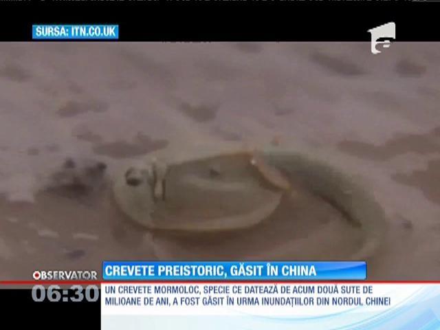 Un crevete preistoric a fost găsit în China