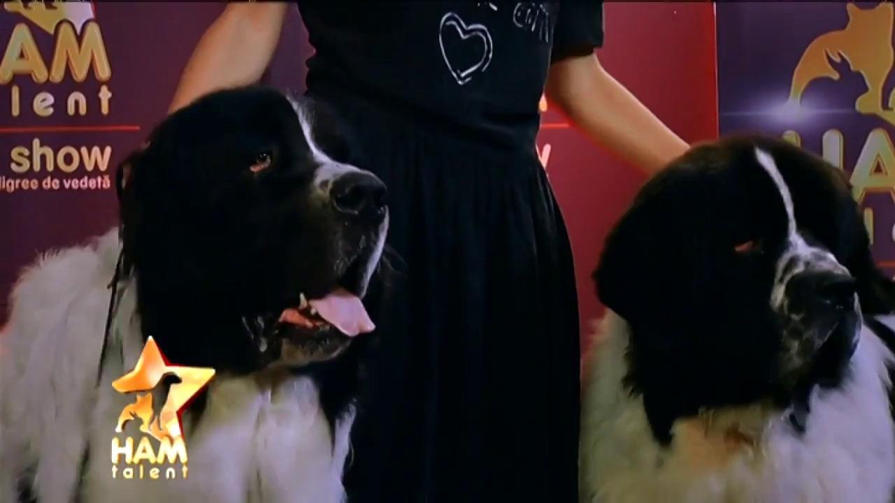 Dac și Ciuleandra, doi câini impunători, s-au calificat în finala ”Ham talent”, la categoria 