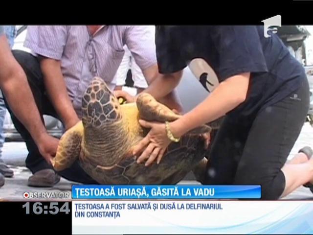 Ţestoasă uriaşă, găsită pe plaja din Vadu. A înotat 3.000 de kilometri din Zakynthos, Grecia, până a ajuns la noi