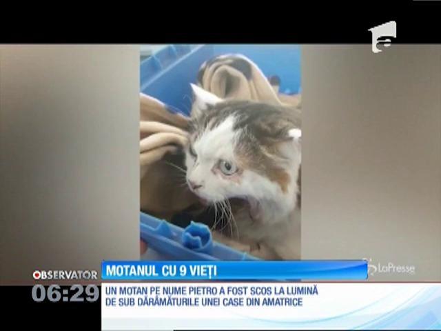 Povestea a devenit virală! O pisică a fost găsită vie, după ce a stat 16 zile sub clădirile dărâmate de cutremurul produs în Italia