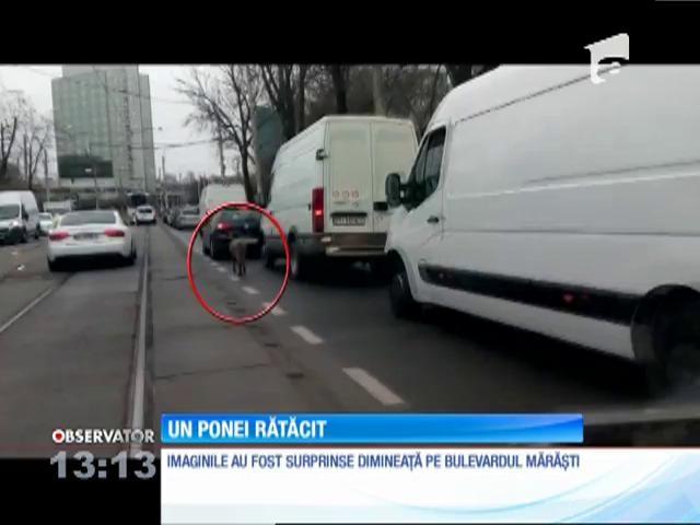 Un ponei a făcut haos în București! Animalul a atras atenția tuturor! Imagini desprinse parcă din filme! (VIDEO)